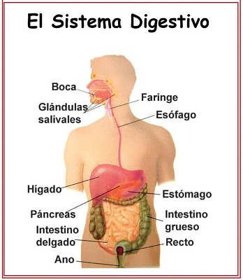 digestivo