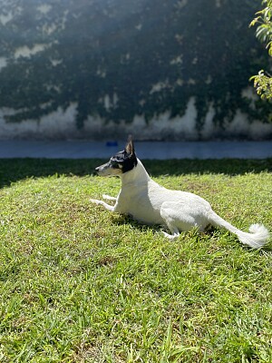 Terry descansando