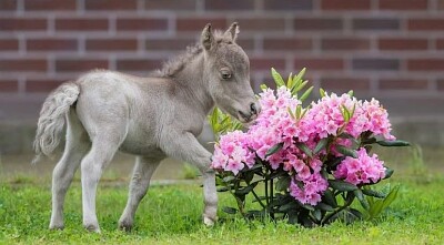 Adorable miniature foal