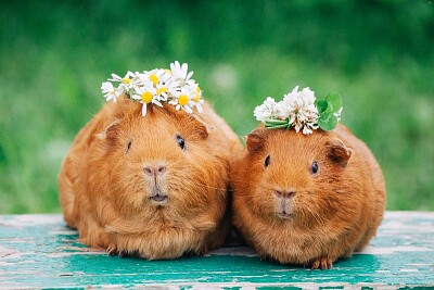 Cute guinea pigs with flowers