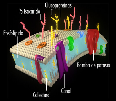 MEMBRANA CELULAR