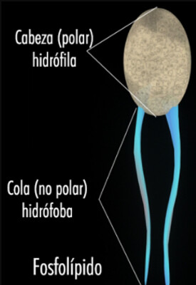 FOSFOLÍPIDO