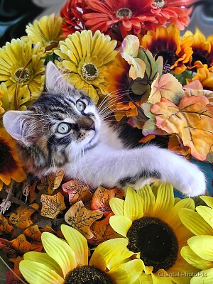 Chatons et fleurs