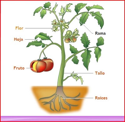 Partes de la planta