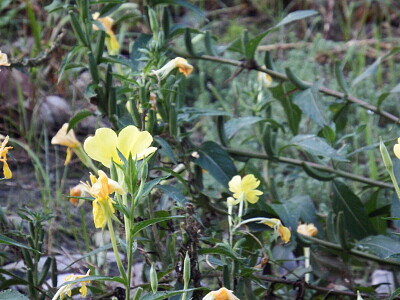 fiori sottobosco