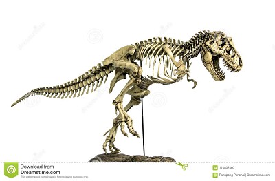 scheletro tirannosauro