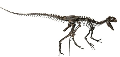 scheletro allosauro