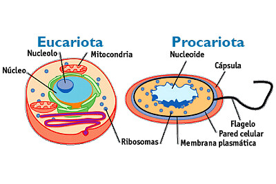 celula