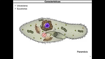 protozoario