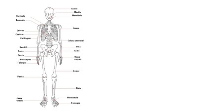 Esqueleto (Ossos)