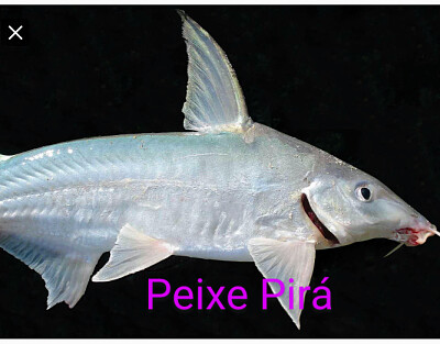 פאזל של Peixe Pirá
