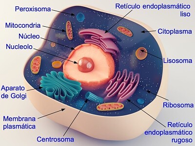 LA CÉLULA ANIMAL