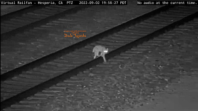 Bobcat crossing the tracks at night, in the Califoina desert