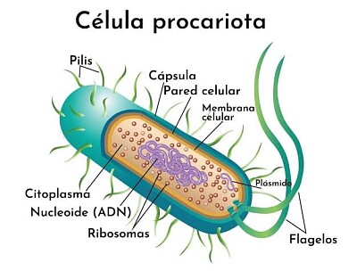 ROMPECABEZAS DIGITAL(CELULA PROCARIOTA) E3   3E