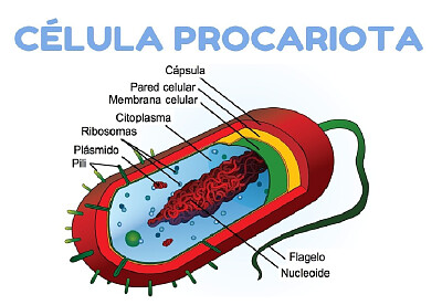 celula