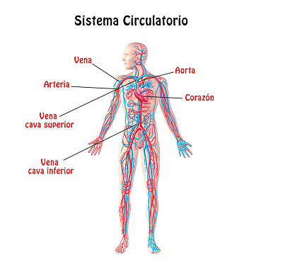 aparato circulatorio resolver en equipos el siguie