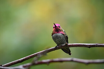Kolibri auf einer Niederlassun - Online-Puzzle