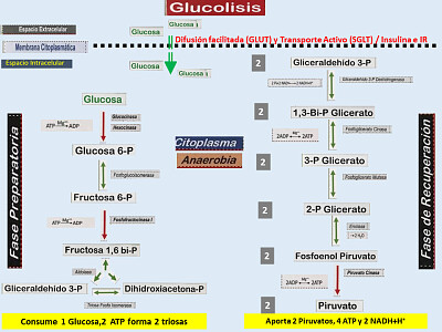 Glucolisis