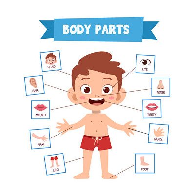 Body parts