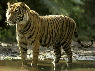 Sumatran Tiger