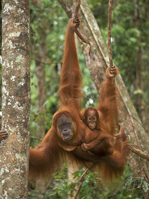 Orang Utan