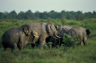 Sumatran Elephant