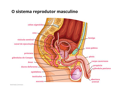 sistema reprodutor masculino