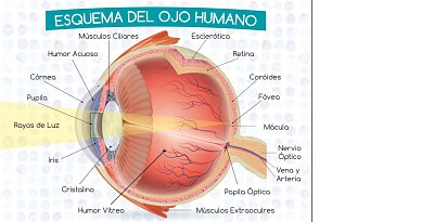 Esquema Ojo