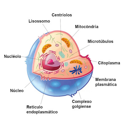 Célula