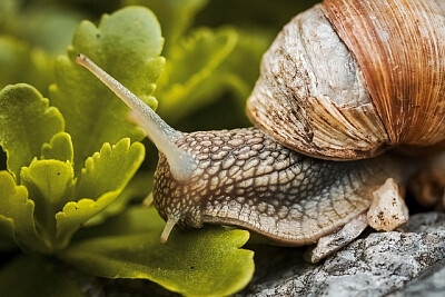 Caracóis pintados cubanos quebra-cabeça em Zoom quebra-cabeças em