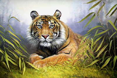 פאזל של Tigre