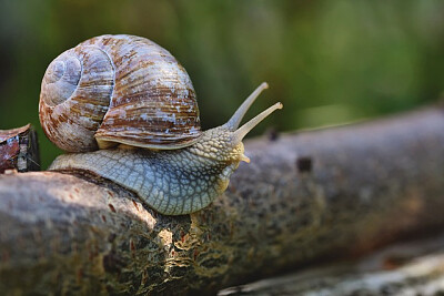 Caracóis pintados cubanos quebra-cabeça em Zoom quebra-cabeças em