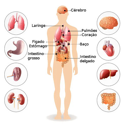 quebra cabeça corpo humano