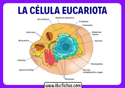 Celula Eucariota