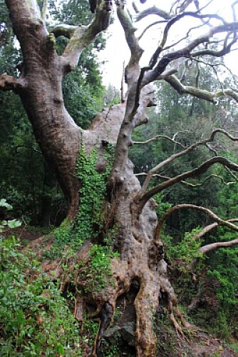 Árbol