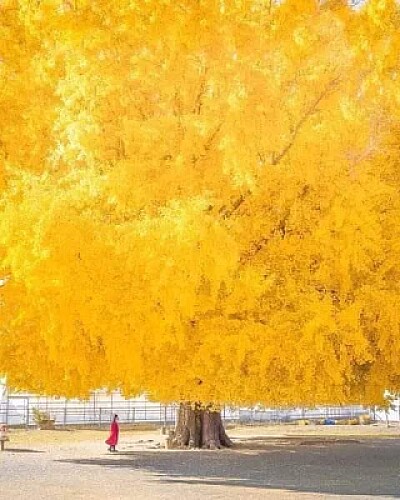 Gingko