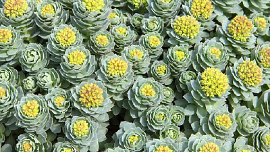 Rhodiola