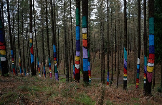 La Forêt d 'Oma