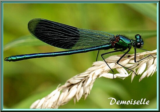 Libellule Demoiselle