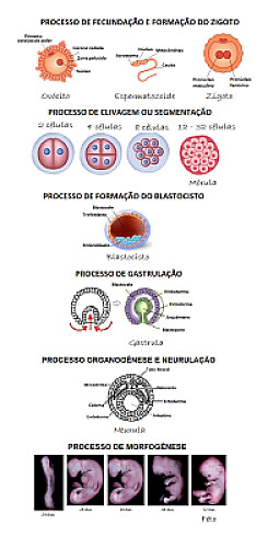 Embriologia