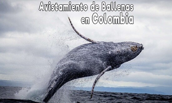 Ballenas Colombia