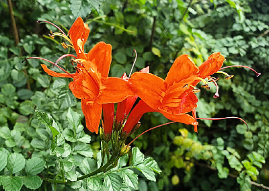 Cape honeysuckle