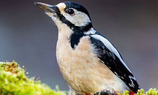 pajaro