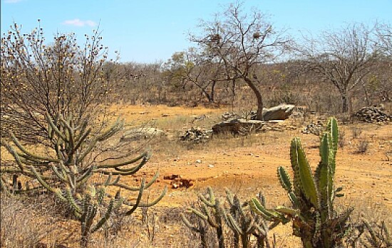 caatinga