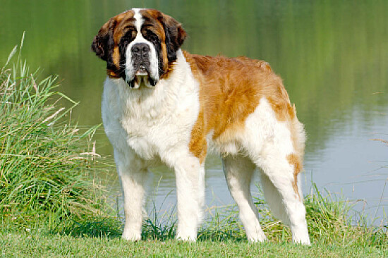 saint bernard de mer