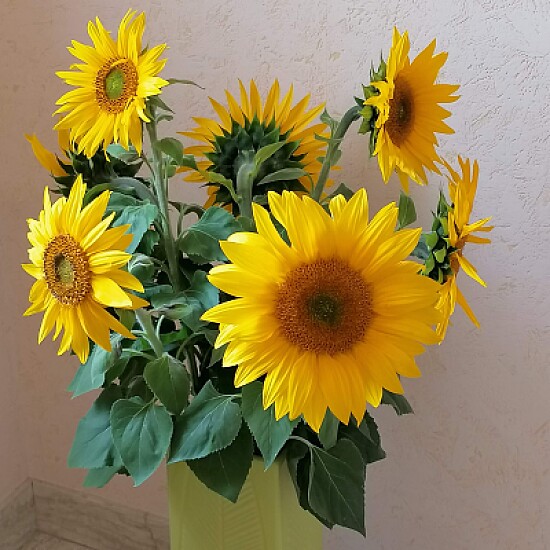 Un bouquet de tournesols