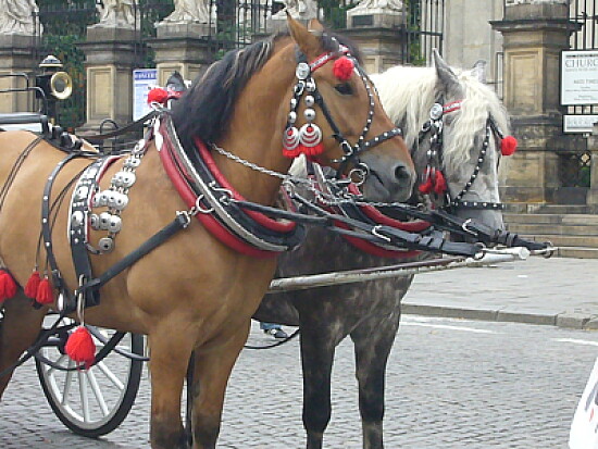 Chevaux à Cracovie