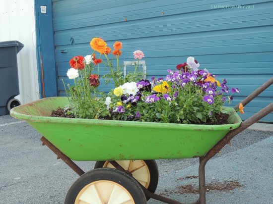 Floral Wheelbarrow