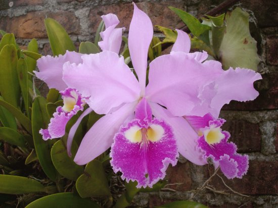 Orquidea 3