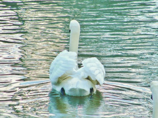 Swan